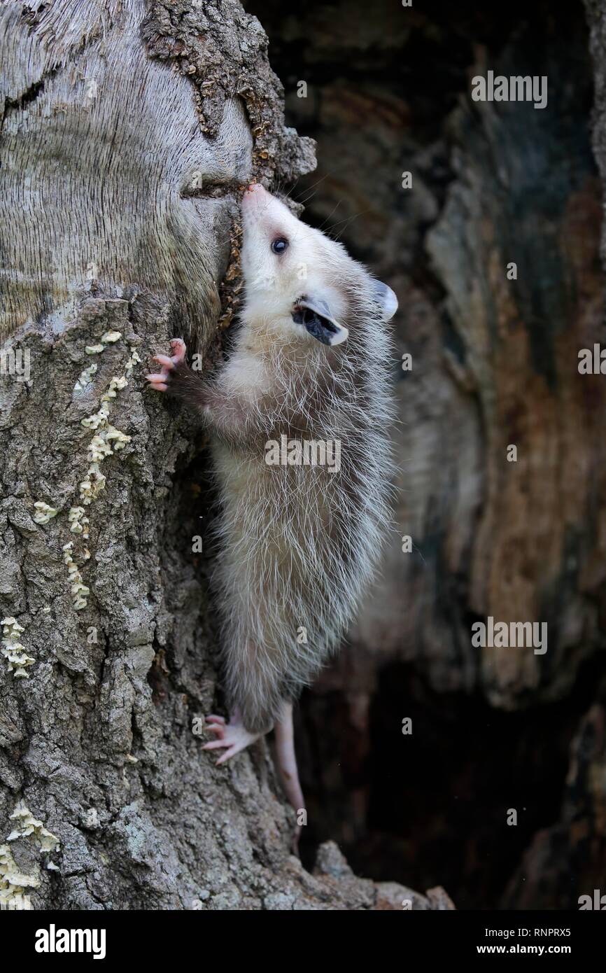 Virginia Opossum (Didelphis virginiana), giovane animale salendo sul tronco di albero, pino County, Minnesota, Stati Uniti d'America Foto Stock