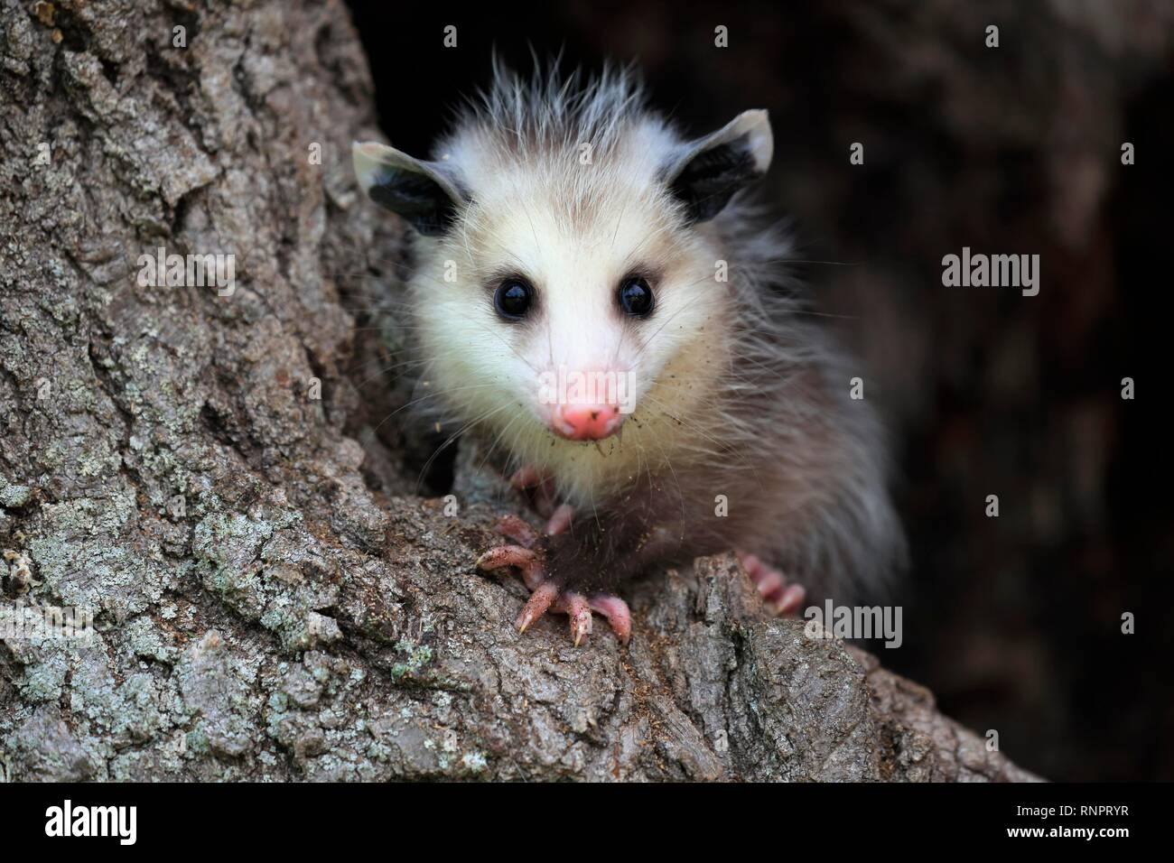 Virginia Opossum (Didelphis virginiana), giovane animale sul tronco di albero, vigili, animale ritratto, Contea di pino, Minnesota, Stati Uniti d'America Foto Stock