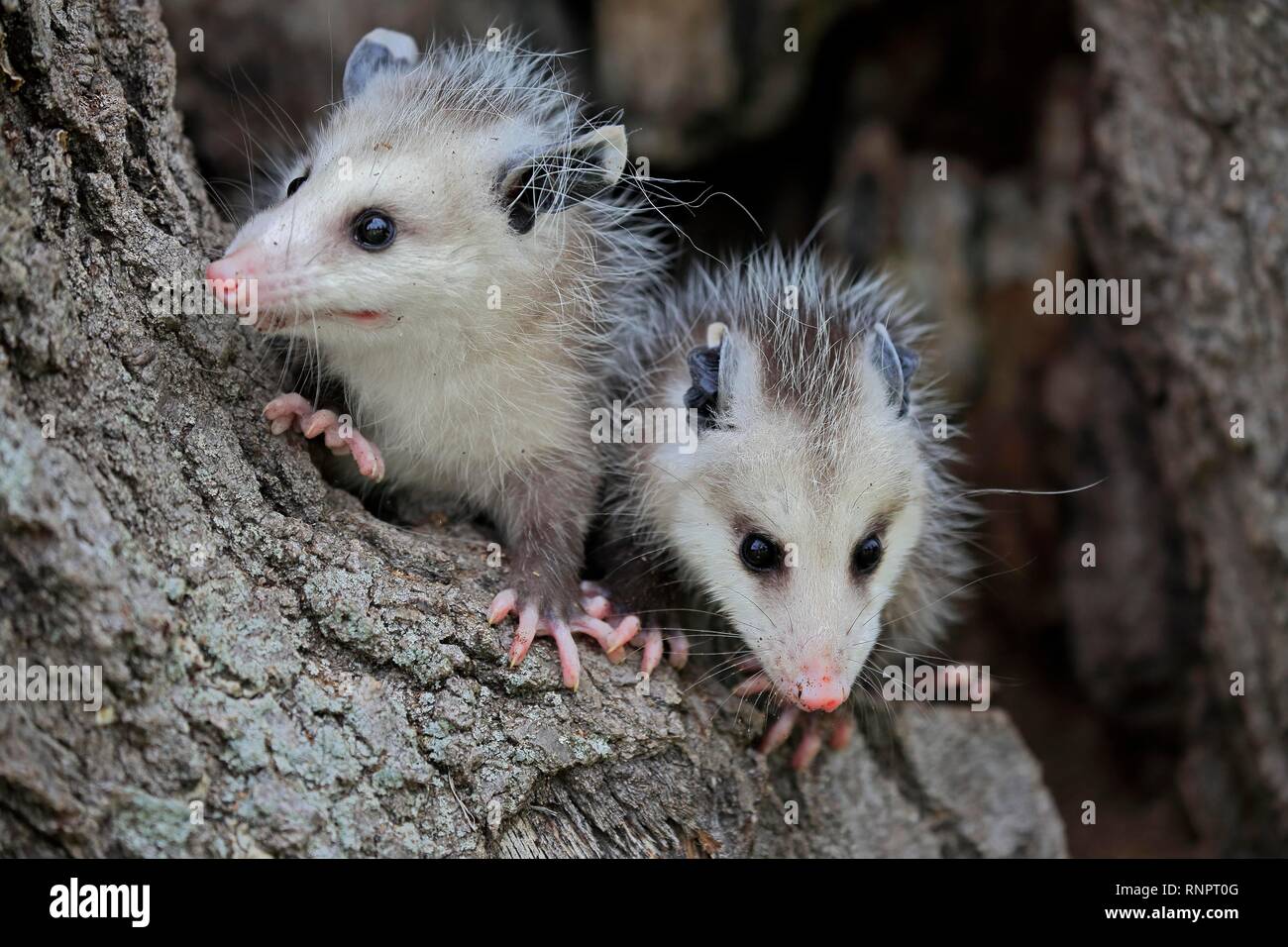 Virginia Opossum (Didelphis virginiana), due giovani animali sul tronco di albero, vigili, animale ritratto, Contea di pino, Minnesota, Stati Uniti d'America Foto Stock