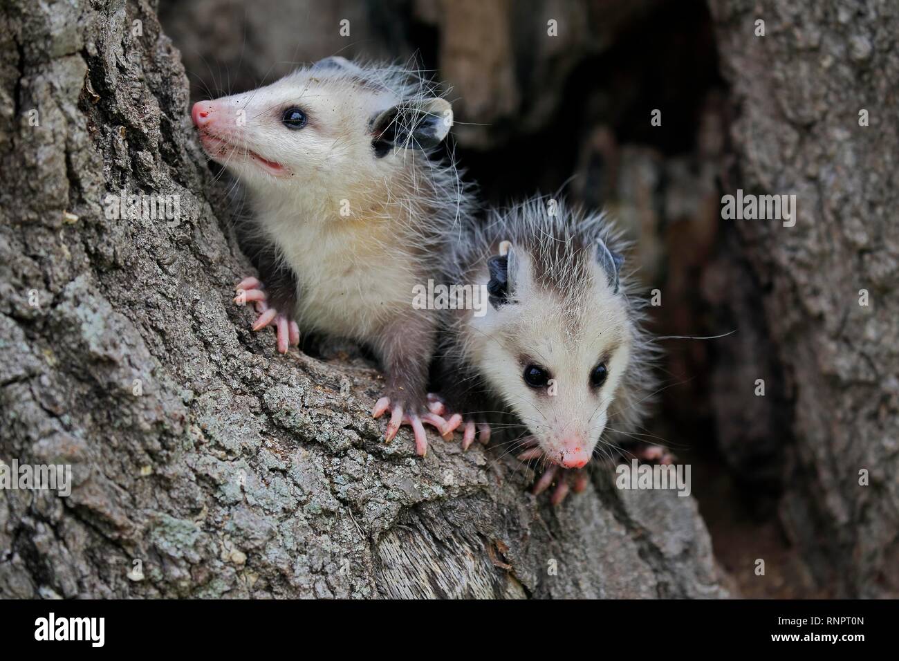 Virginia Opossum (Didelphis virginiana), due giovani animali sul tronco di albero, vigili, animale ritratto, Contea di pino, Minnesota, Stati Uniti d'America Foto Stock