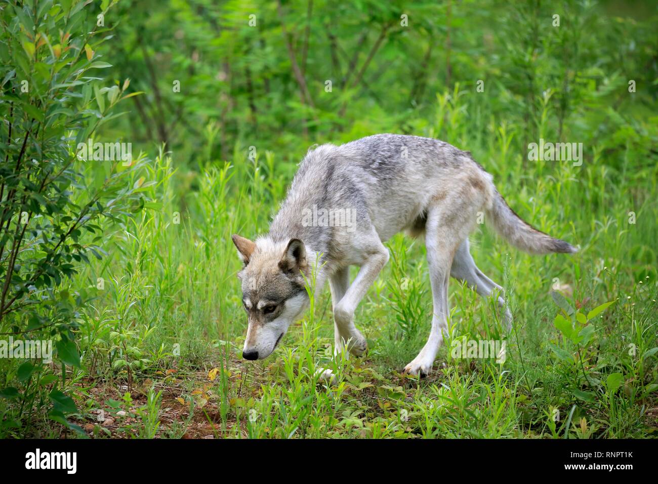 Lupo (Canis lupus), Adulto, camminando sul prato, Contea di pino, Minnesota, Stati Uniti d'America Foto Stock