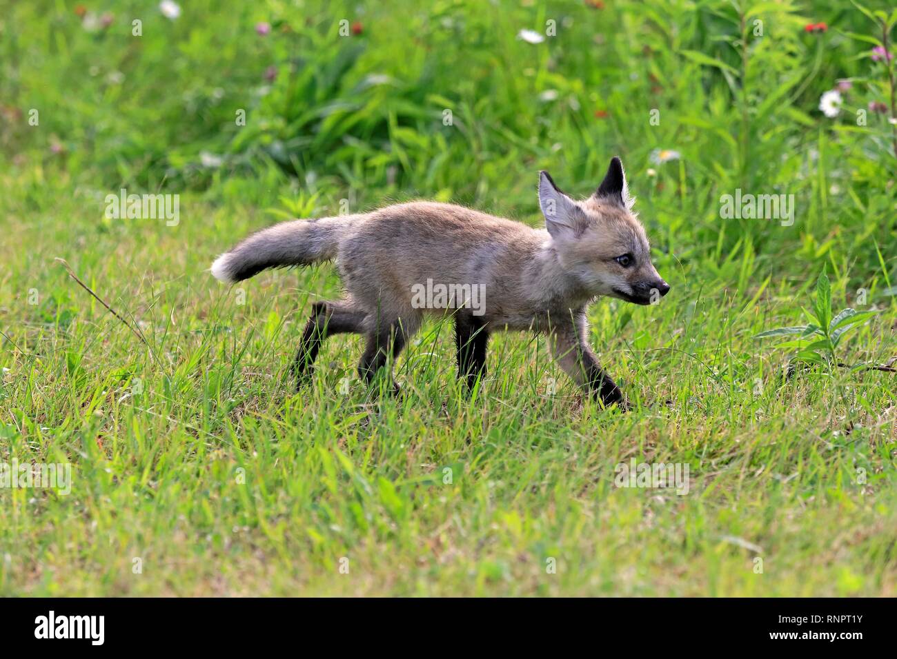 Orientale americana Red Fox (Vulpes vulpes fulvus), giovane animale in esecuzione sul prato, Contea di pino, Minnesota, Stati Uniti d'America Foto Stock