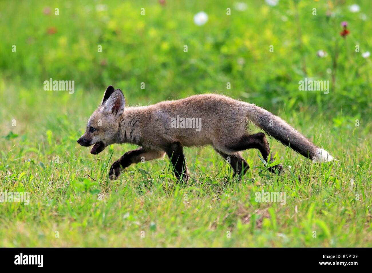 Orientale americana Red Fox (Vulpes vulpes fulvus), giovane animale in esecuzione sul prato, Contea di pino, Minnesota, Stati Uniti d'America Foto Stock