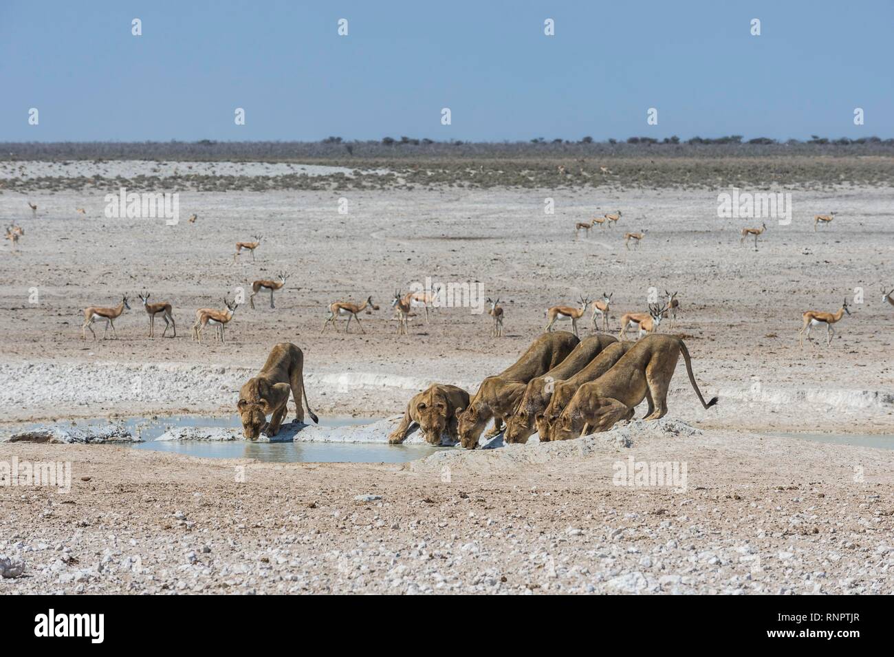 I Lions (Panthera leo) bere su un Waterhole, il Parco Nazionale di Etosha, Namibia Foto Stock