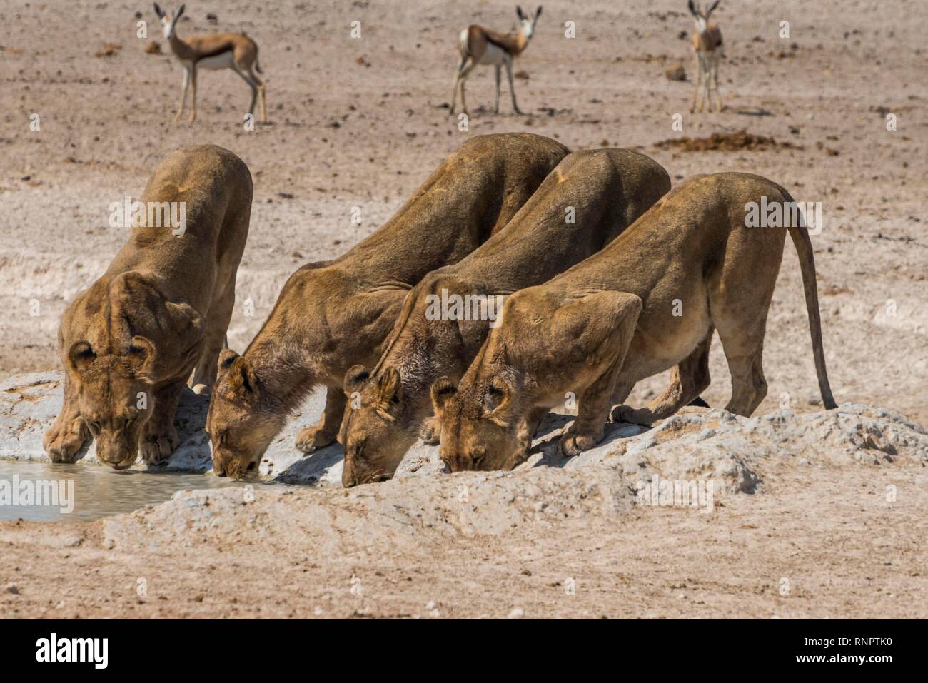 I Lions (Panthera leo) bere su un Waterhole, il Parco Nazionale di Etosha, Namibia Foto Stock