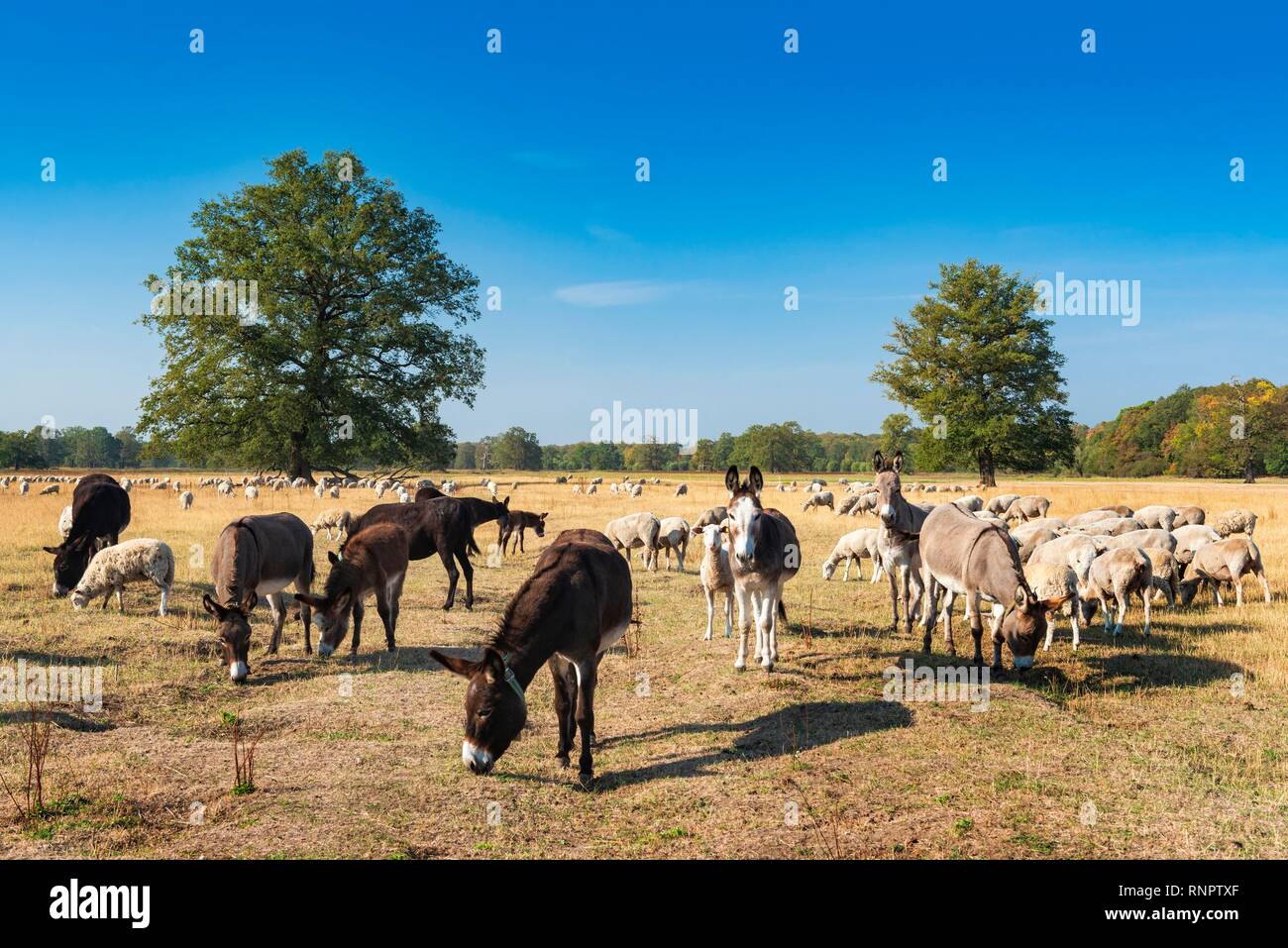 Allevamento di ovini (Ovis) con allevamento protectiondonkeyn (Equus asinus) per la protezione contro i lupi nelle zone golenali Elba vicino a Dessau Foto Stock