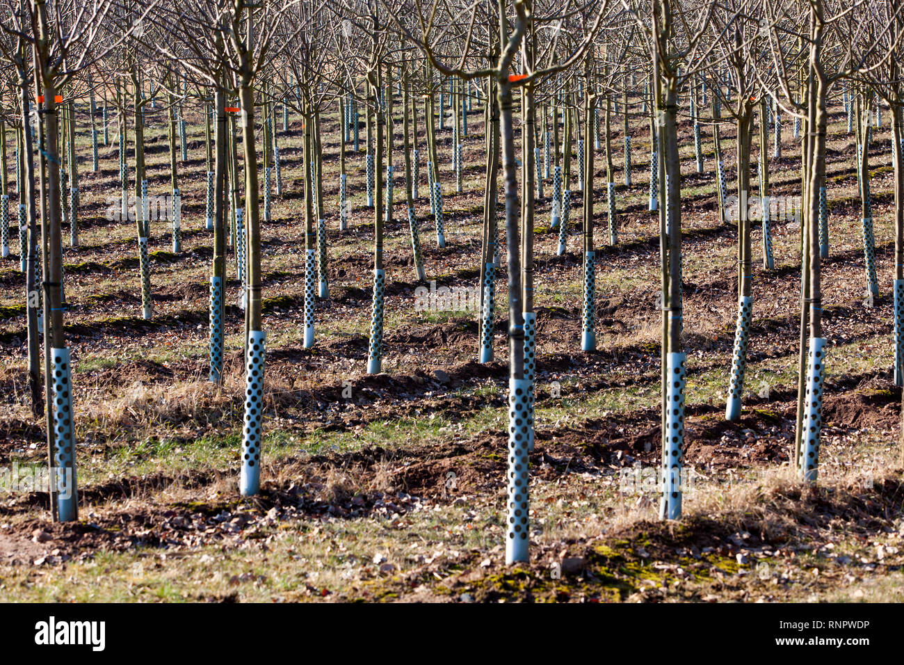 Tree nursery, Germania, Europa Foto Stock