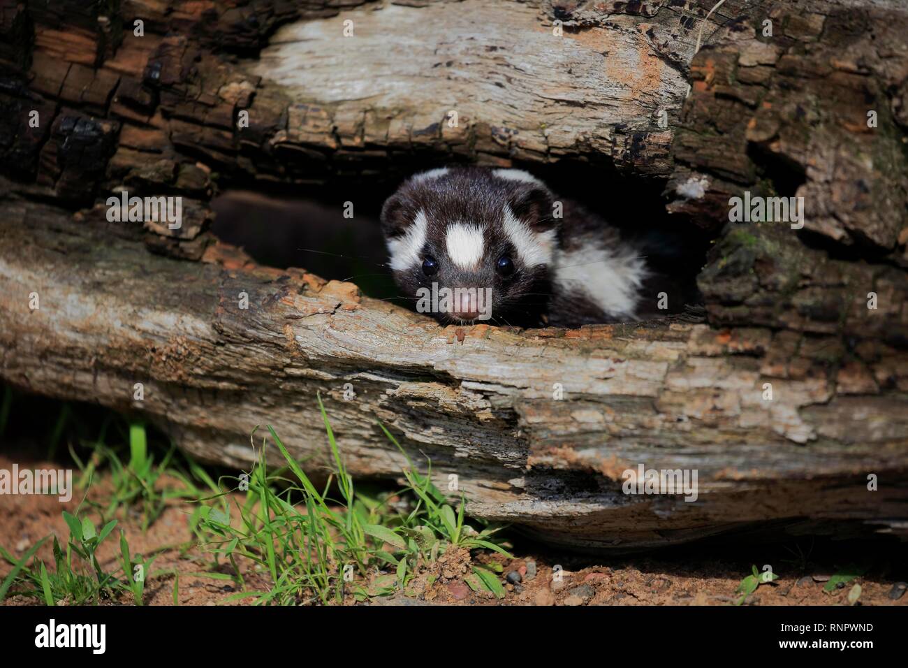 Orientale skunk maculato (Spilogale putorius) guarda fuori del tronco marcio, adulto, avviso, Contea di pino, Minnesota, Stati Uniti d'America Foto Stock