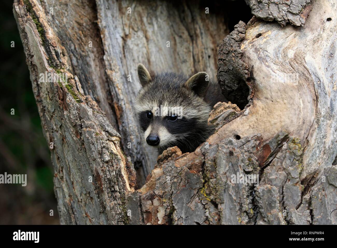 Procione americano (Procione lotor), giovane animale guardando curiosamente fuori del foro albero, pino County, Minnesota, Stati Uniti d'America Foto Stock
