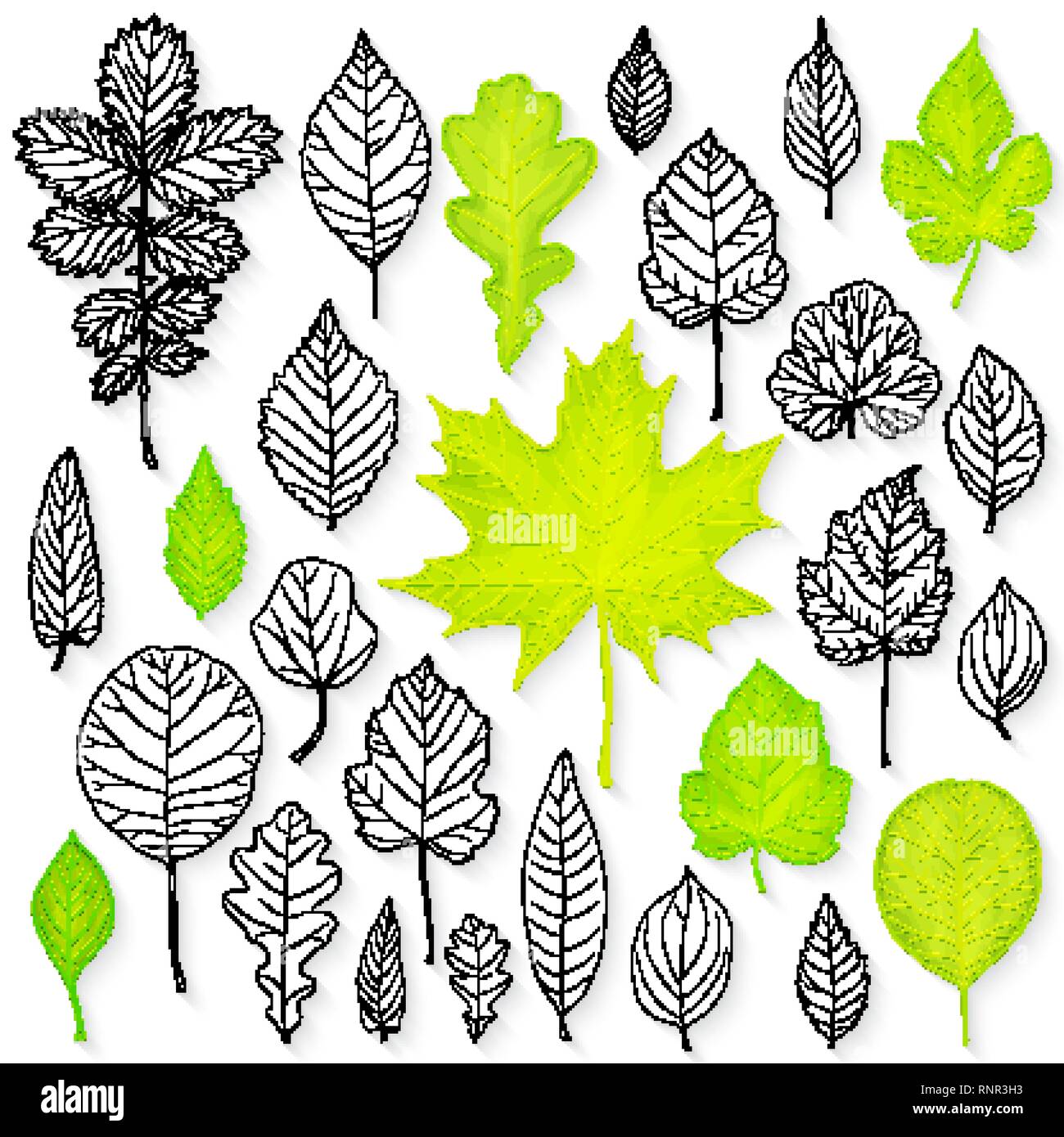 Set di vettore di foglie Illustrazione Vettoriale