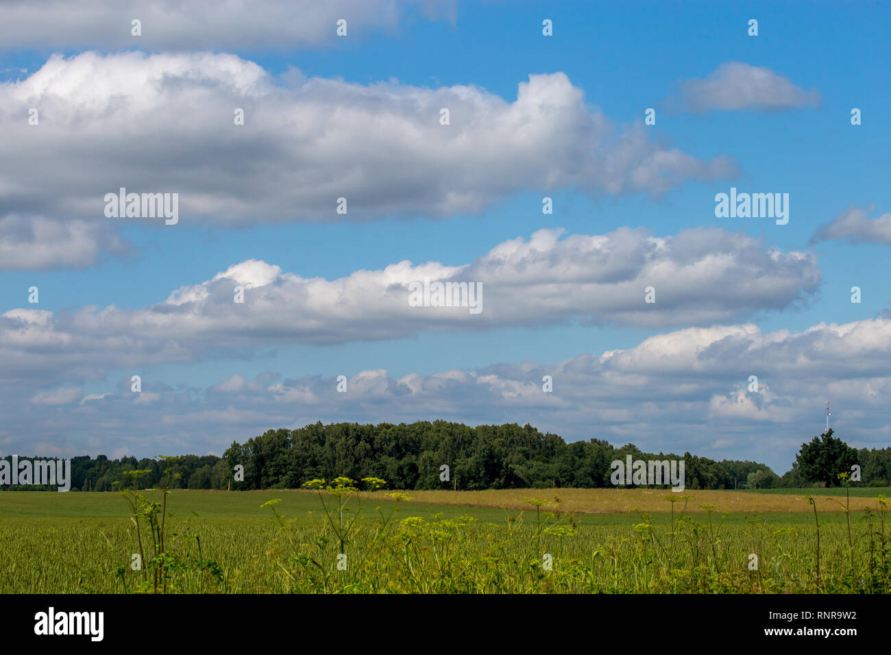 Campo verde con cereali e foresta sul retro, contro un cielo blu. Paesaggio di primavera con cornfield, legno e nuvoloso cielo blu. Classico paesaggio rurale Foto Stock
