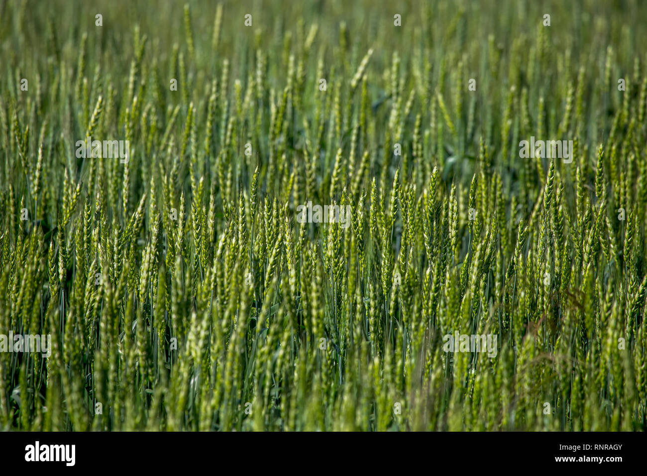 Background creato con una chiusura di un campo di cereali in Lettonia. Cereali utilizzati per i prodotti alimentari, frumento, mais, segale o. Foto Stock