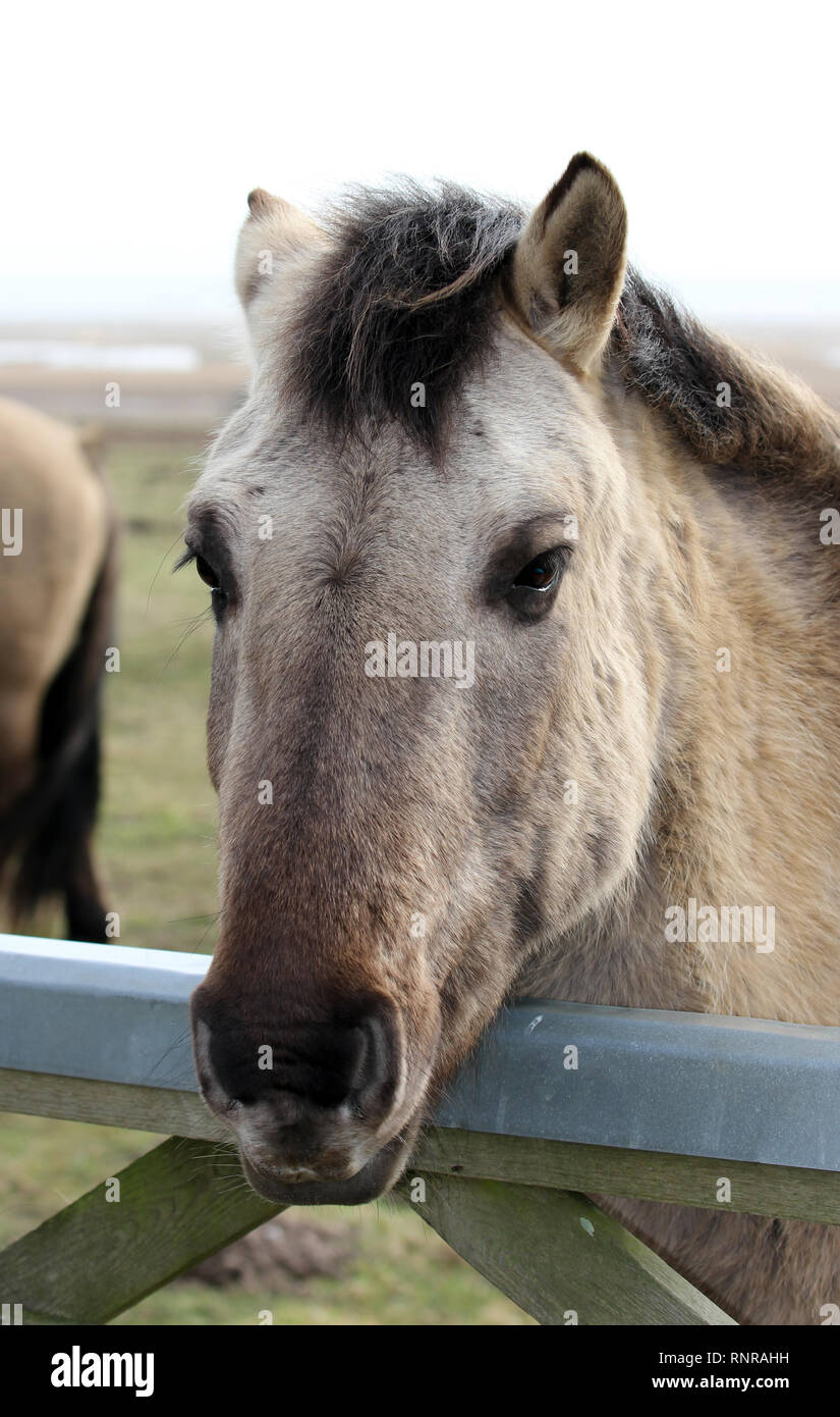 Konik pony Dingle Suffolk Foto Stock