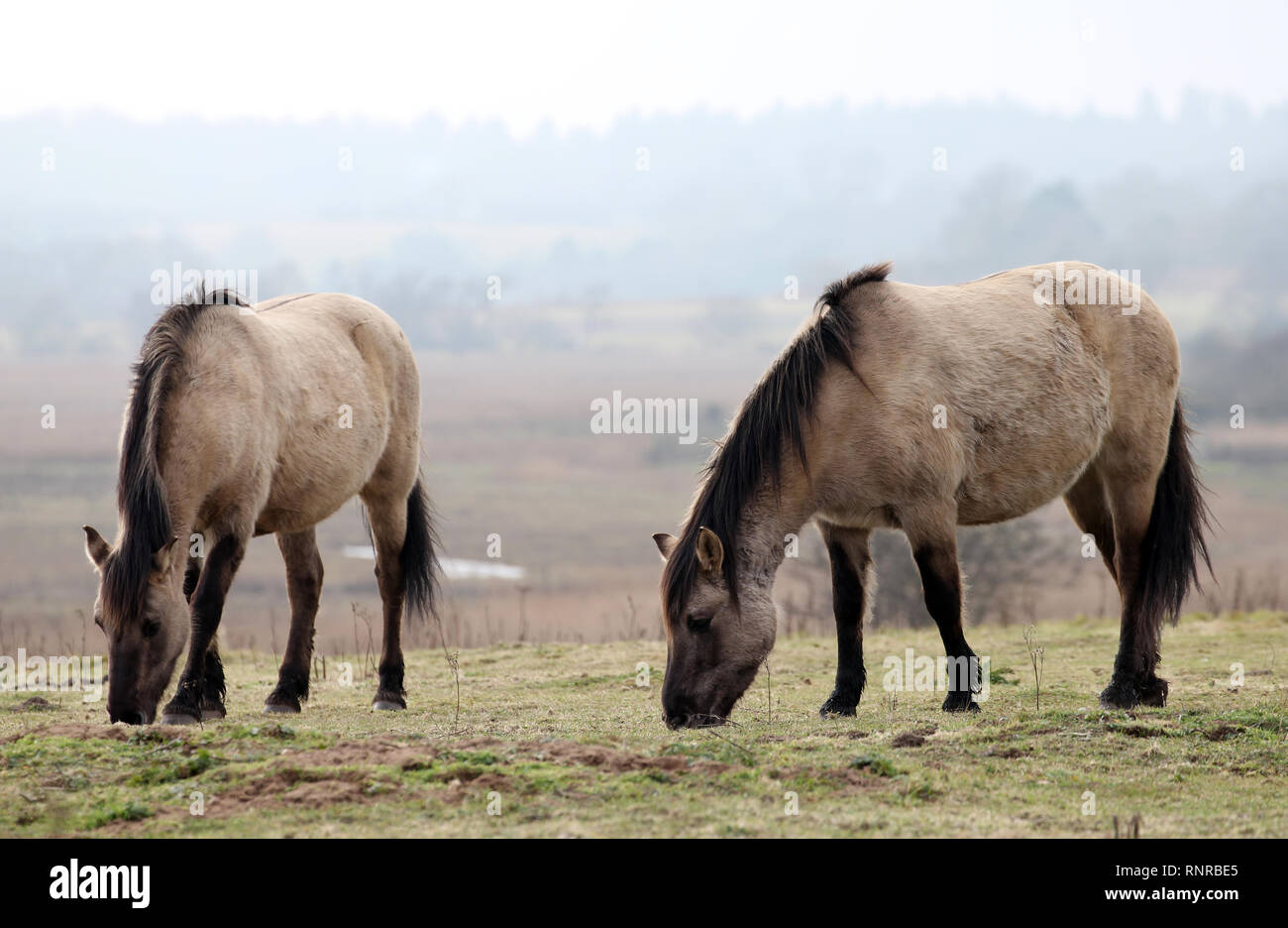 Konik pony Dingle Suffolk Foto Stock