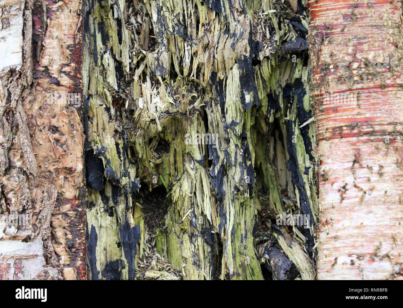 Marciume tronco di betulla Foto Stock
