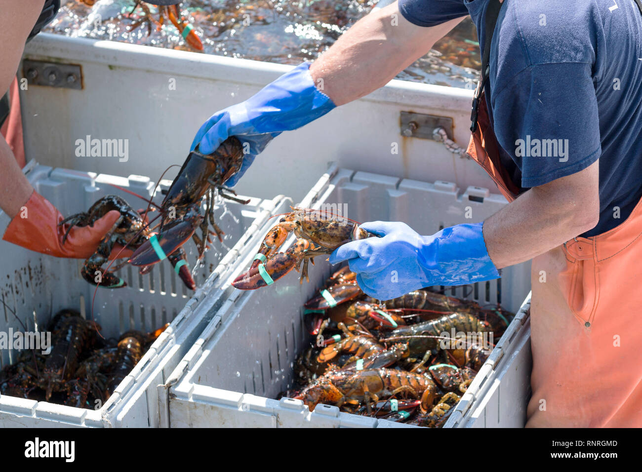 Due uomini di aragosta ordina le aragoste hanno trascorso tutta la giornata il recupero dal bay off di Vinalhaven isola Maine a vendere al dock. Foto Stock