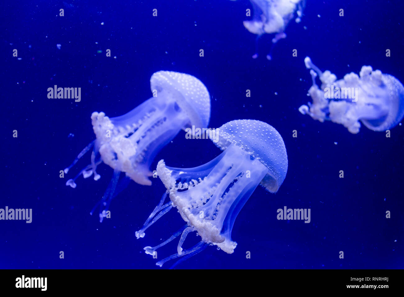 Medusa Foto Stock