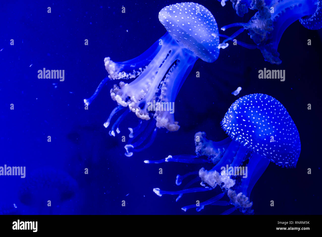 Medusa Foto Stock