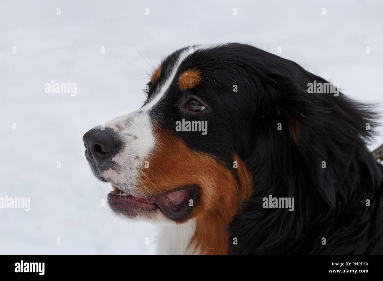 Grazioso cucciolo berner sennenhund close up. Bovaro del Bernese Oberland o bestiame cane. Gli animali da compagnia. Foto Stock