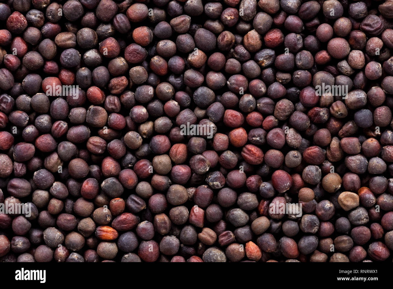 Alta qualità delle sementi di cavolo, vegetali in una trama di forma per il tuo giardino unico. Può essere utilizzato da produttori di sementi. Foto Stock