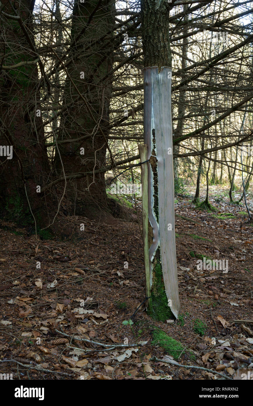 Un giovane albero di quercia Intendete espandere un tubo ad albero. Foto Stock