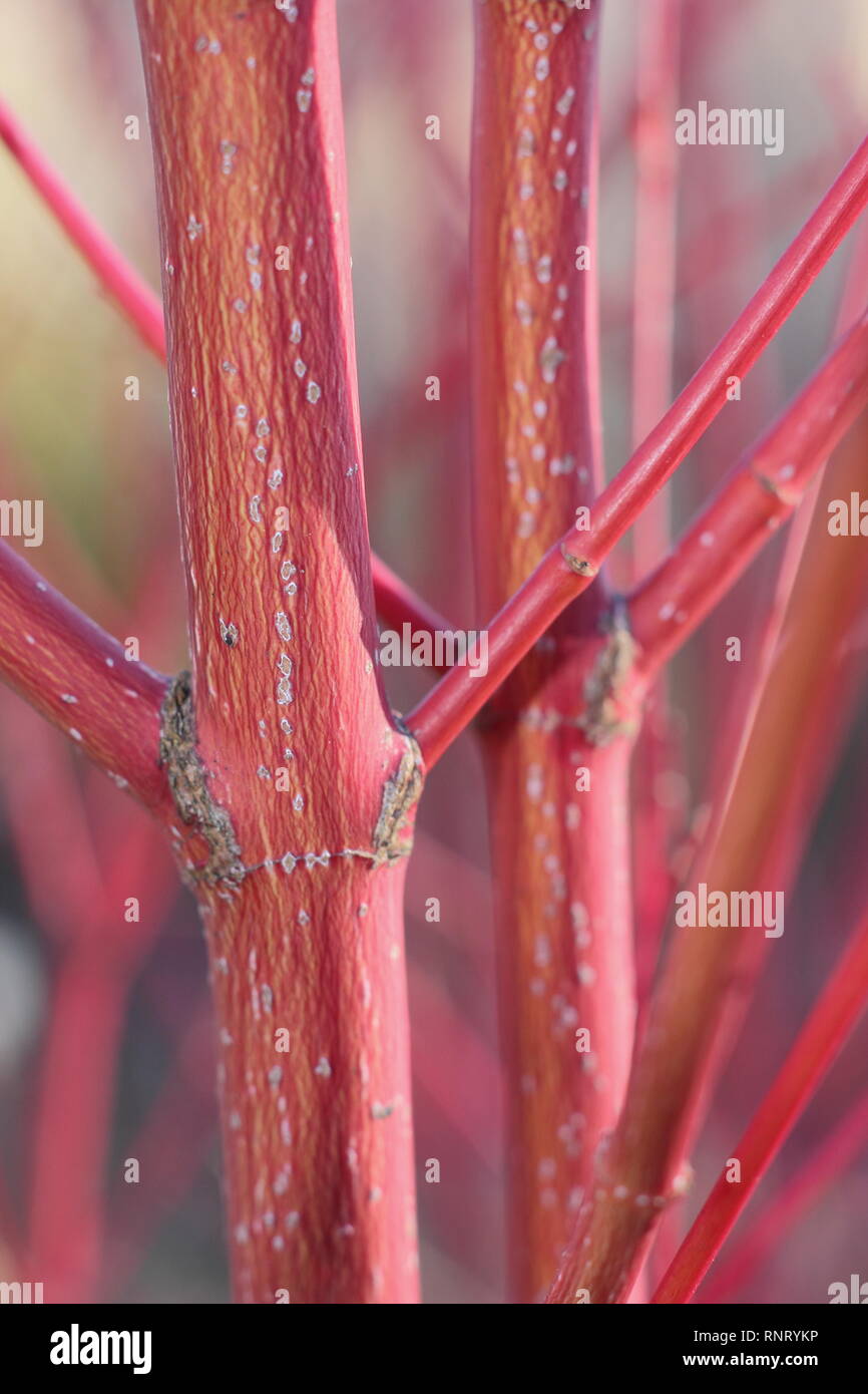 Acer palmatum 'Sangola kaku' corteccia. Dettaglio di steli colorati in inverno - Gennaio, UK. Chiamato anche Corteccia di corallo e acero Acer Senkaki. Foto Stock