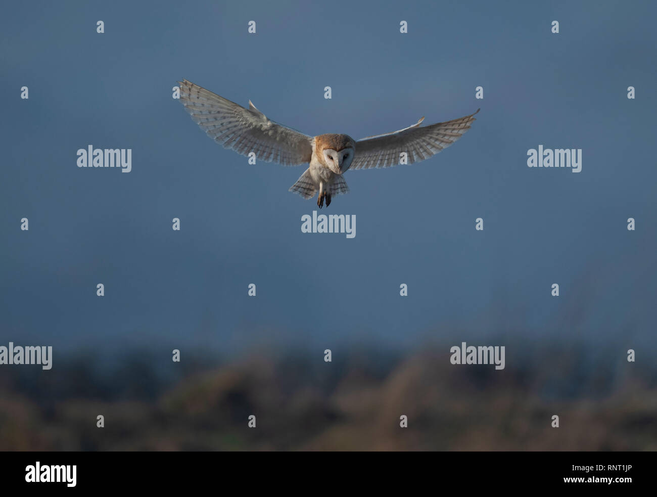 Fienile Owl-Tyto alba vola. Regno Unito Foto Stock