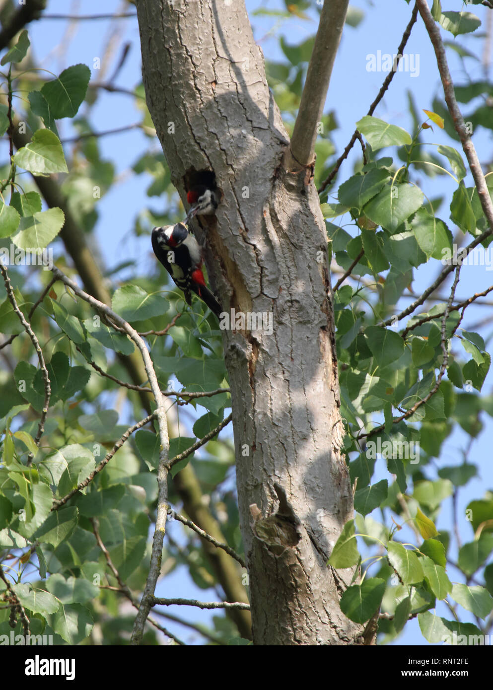 Picchio rosso maggiore pulcino (Dendrocopus major) essendo alimentato in corrispondenza del suo foro di nido, Felmersham SSSI, Bedfordshire, Regno Unito. Foto Stock