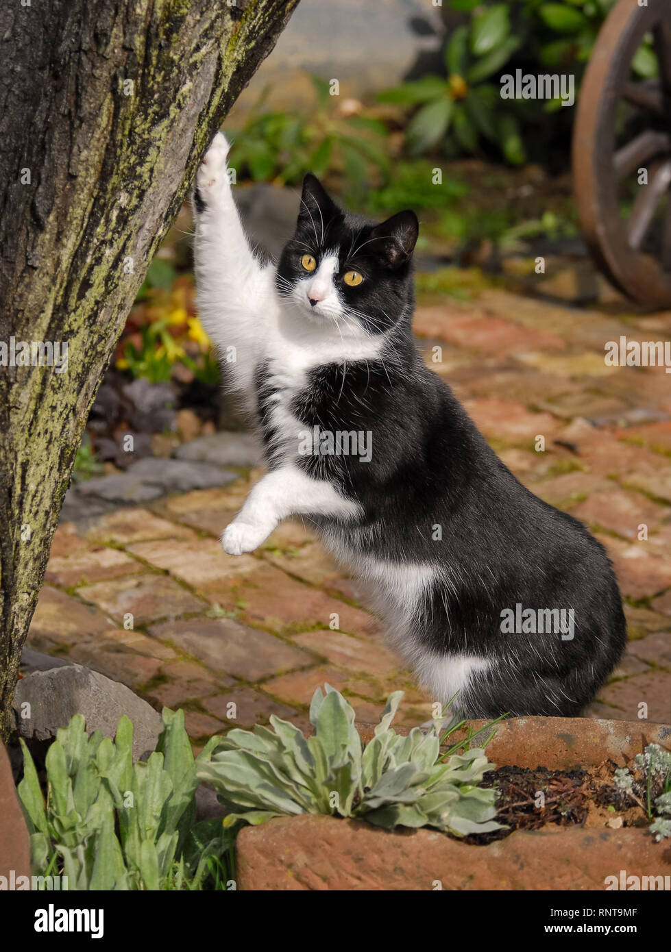 Un simpatico gatto, tuxedo pattern in bianco e nero bicolor, European Shorthair, in piedi e appoggiato la sua zampata contro un albero in un giardino e guardando curiosamente Foto Stock