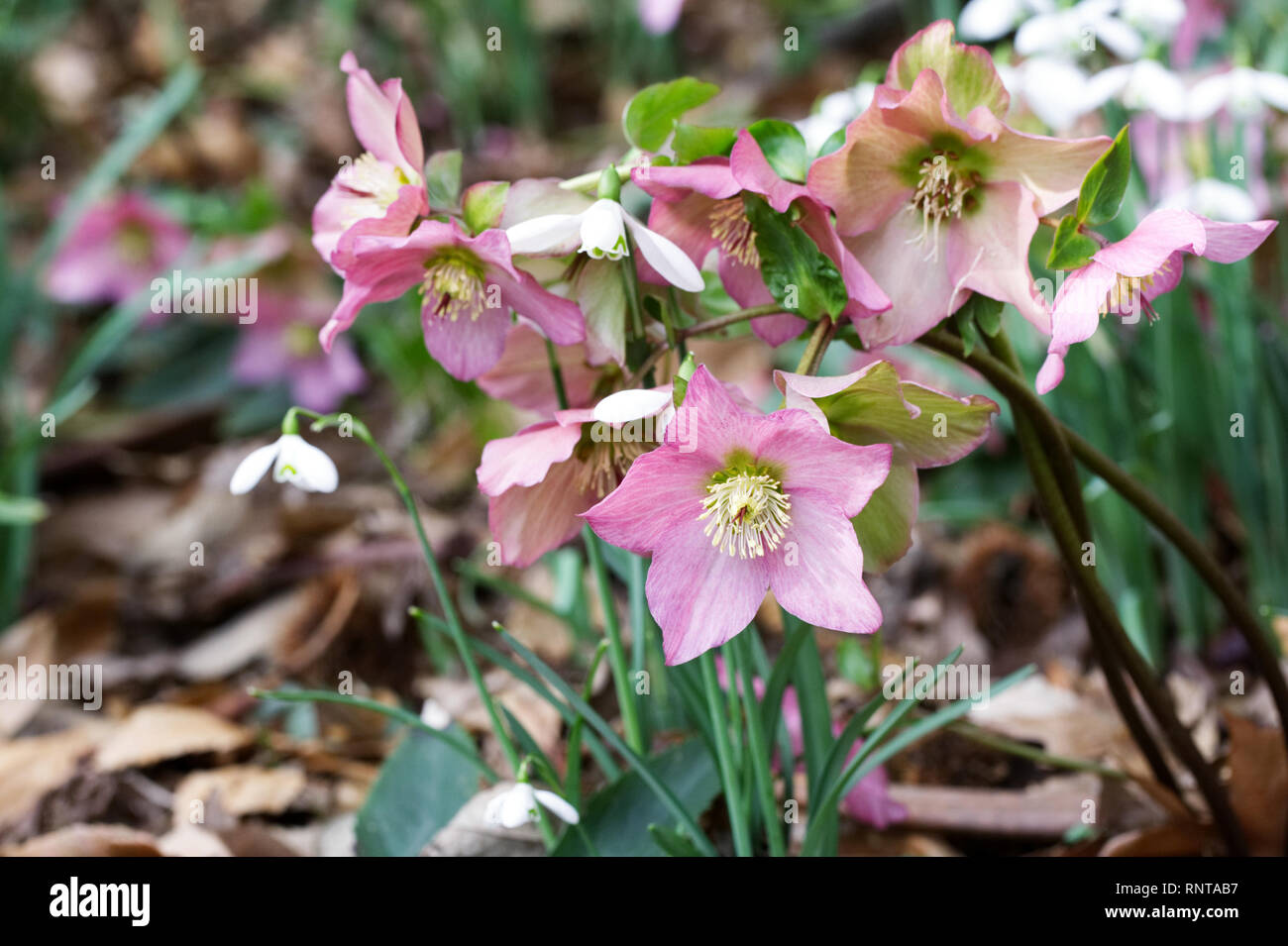 Helleborus e Galanthus. Hellebores e Bucaneve. Foto Stock