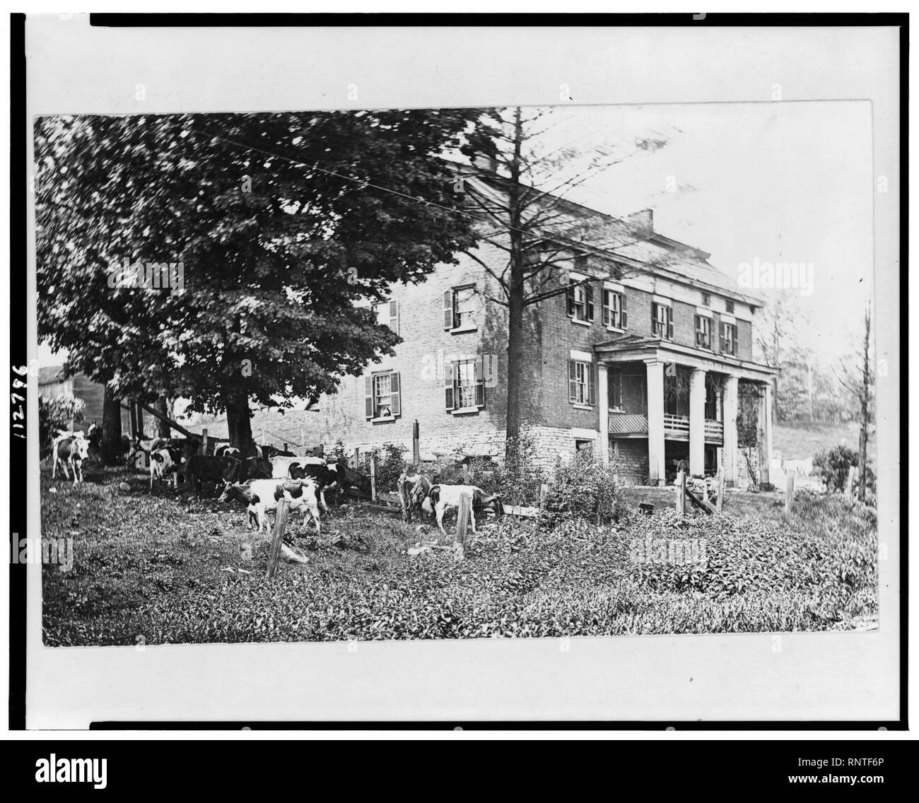 Il pascolo di bestiame nei pressi di una casa storica di Herkimer, New York Foto Stock