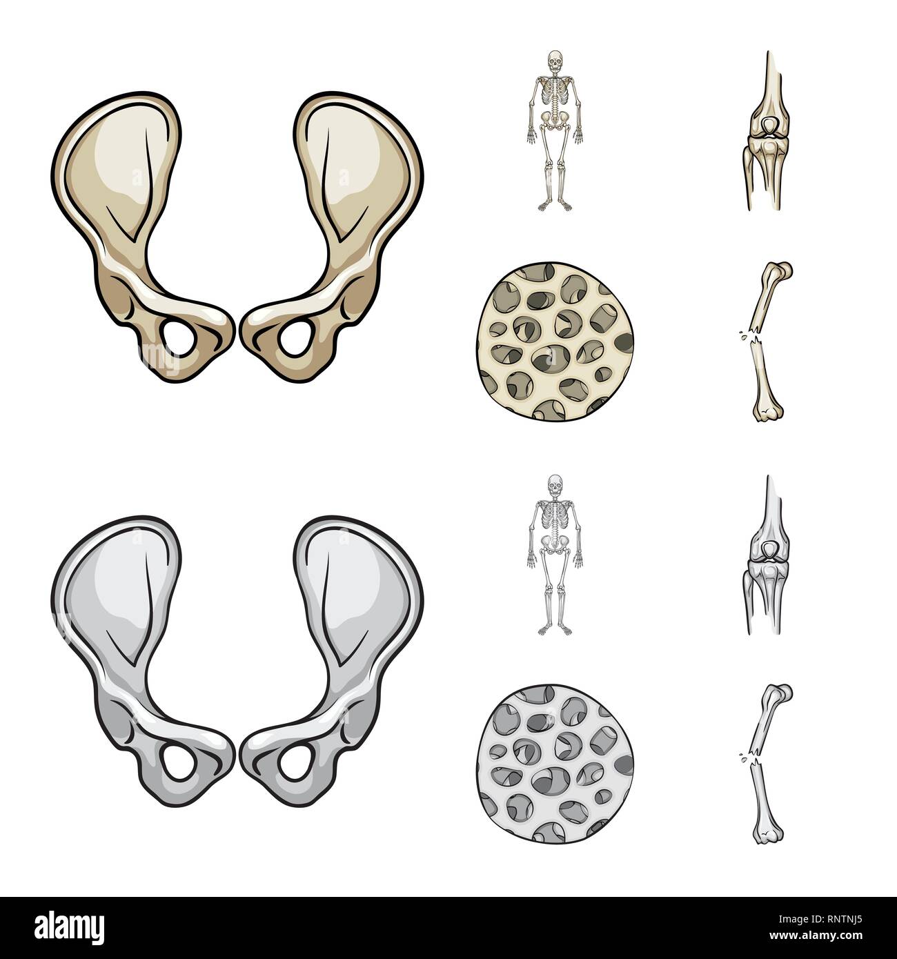 Hip,apparato muscoloscheletrico,femore, fibra,frattura,congiunto,,scientifico,ossea sana,dolore,bacino,scheletrico gamba,,bias chirurgia,,sistema,GINOCCHIO,muscolo,pregiudizio,corpo,tibia,l'epitelio,tessuto connettivo,cranio,fibula,l'epidermide,calcio,TENDINE,articolazioni,movimento,cell,medicina clinica,,biology,medical,osso,skeleton,anatomia umana,,organi,impostare,vettore,icona,immagine,isolato,raccolta,design,l'elemento,graphic,segno vettori vettore , Illustrazione Vettoriale