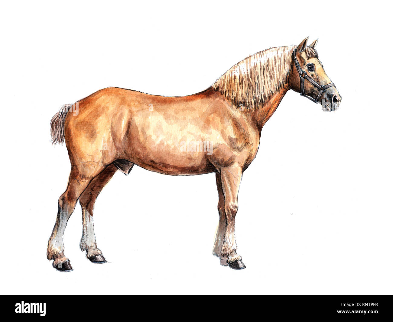 Progetto di illustrazione del cavallo. Ritratto di cavallo. La pittura ad acquerello. Foto Stock