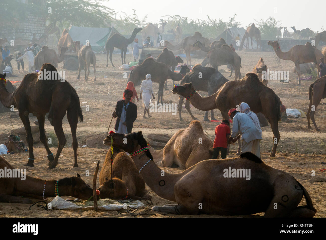 Raika i pastori e i loro cammelli a Pushkar Camel Fair in Rajasthan, India Foto Stock