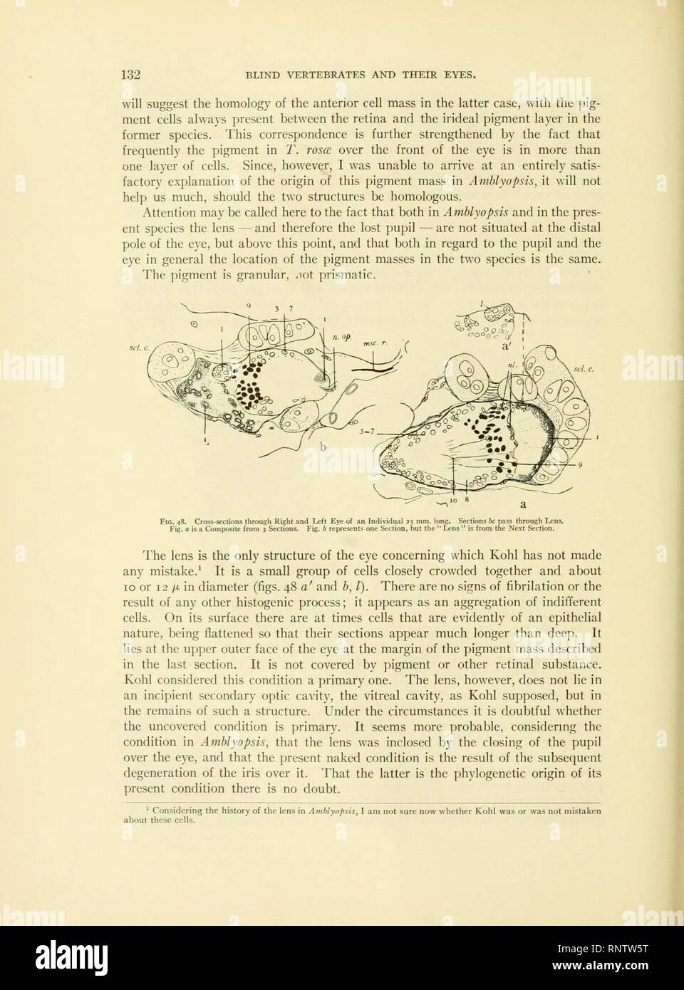 Grotta di vertebrati di America (pagina 132, Fig. 48) Foto Stock