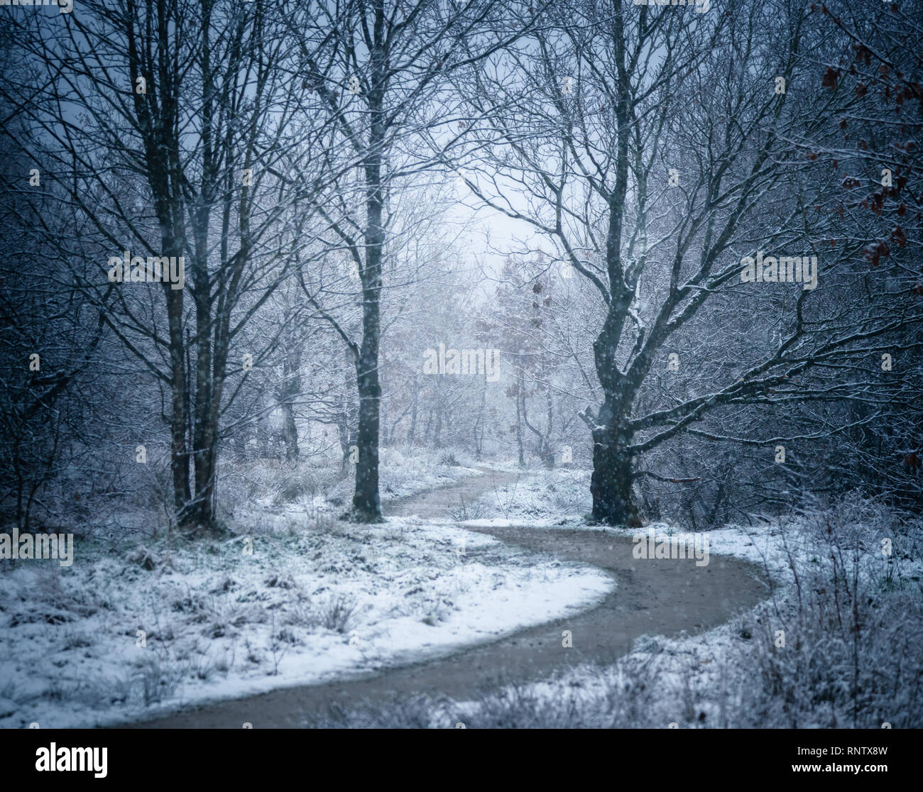 Una coperta di neve English country lane rivestita con rovere e agrifoglio alberi, Greater Manchester, UK. Foto Stock