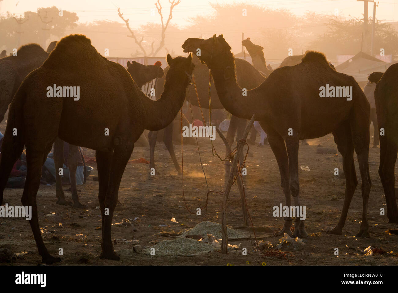 Raika i pastori e i loro cammelli a Pushkar Camel Fair in Rajasthan, India Foto Stock