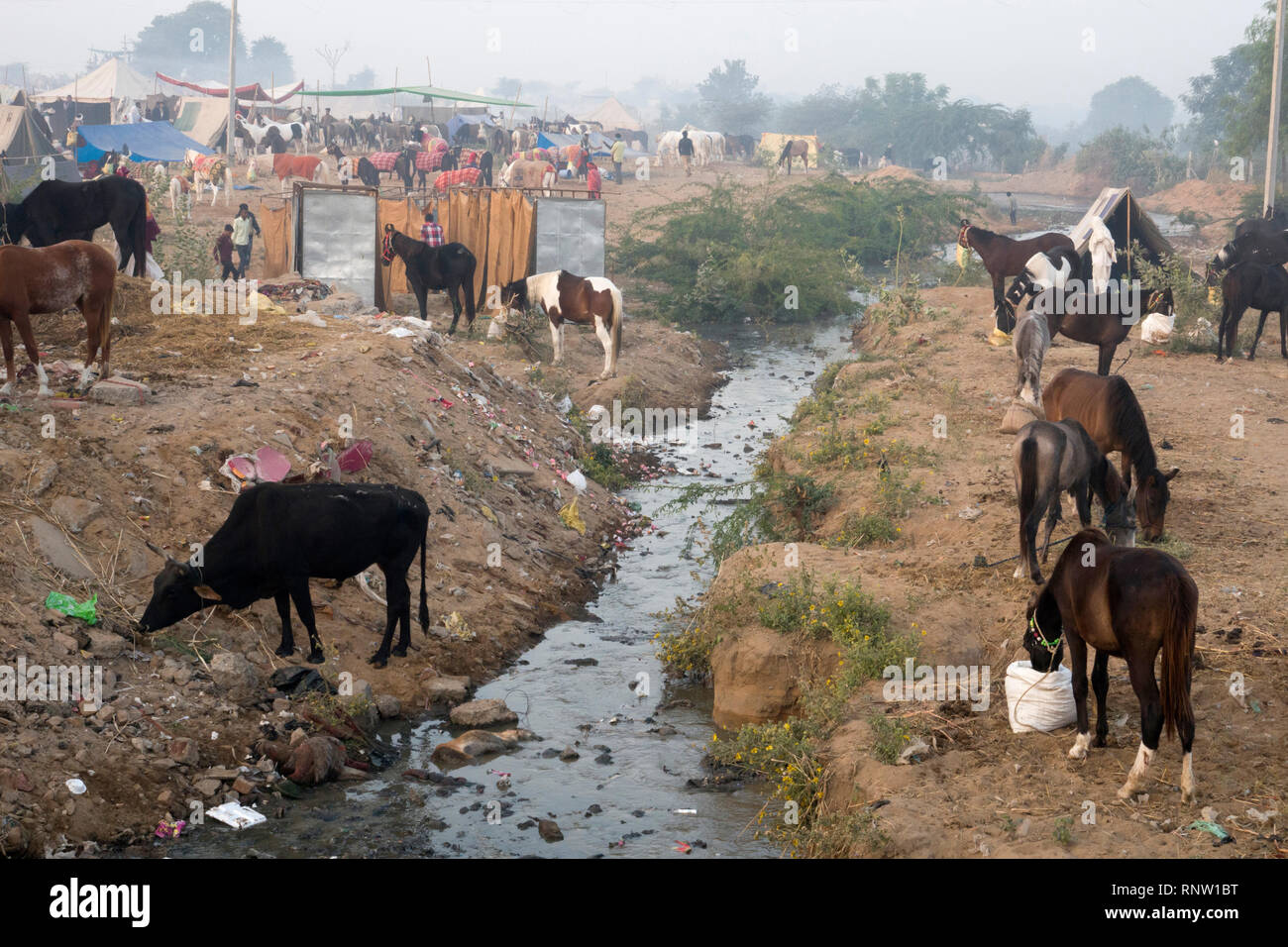 Cavalli Marwari alimentando in mattina presto di scena a Fiera di Pushkar nel Rajasthan, India Foto Stock