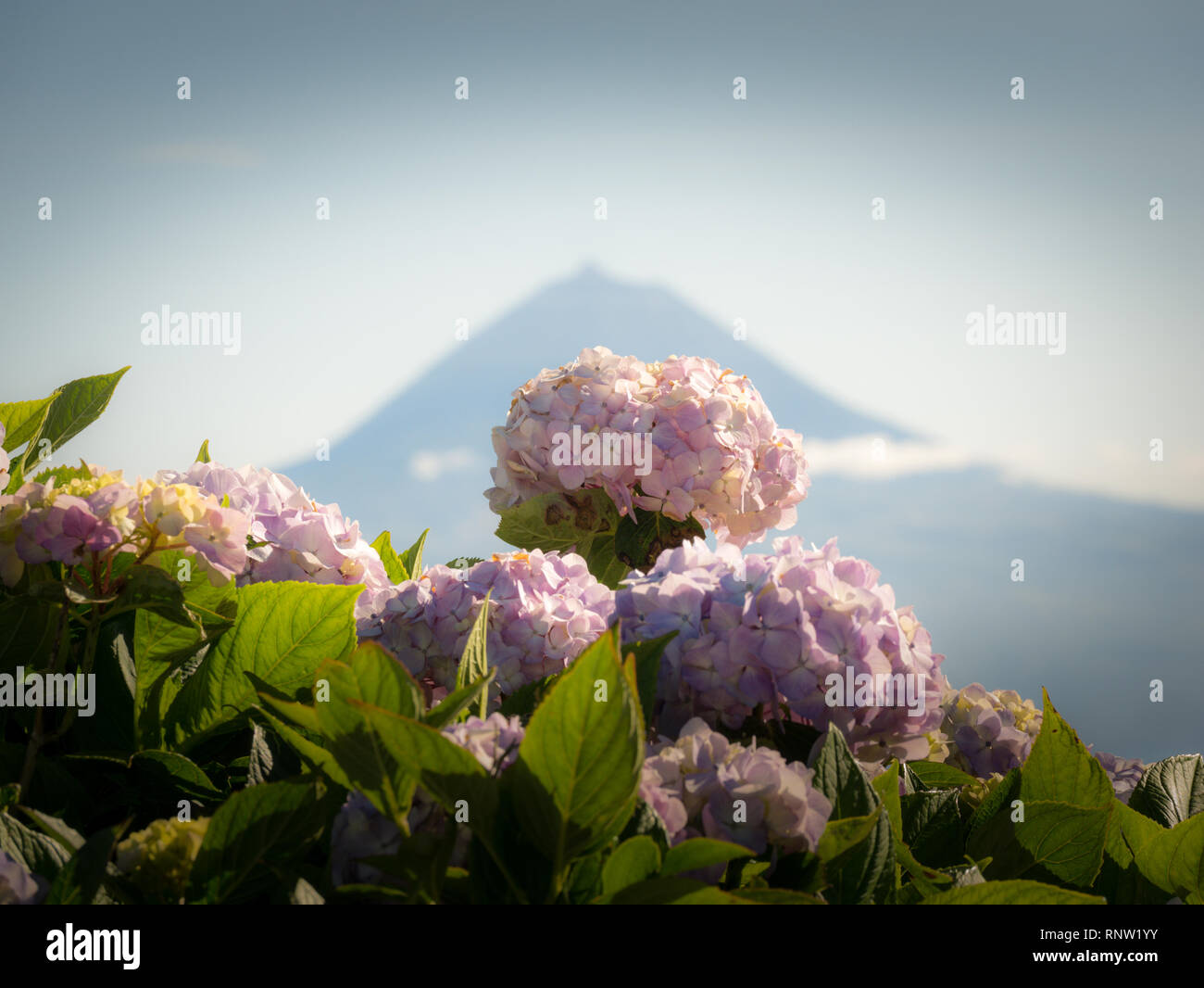 Immagine di splendida fioritura hydrangea nella natura con la montagna di Pico in background. Azzorre Portogallo Europa Foto Stock