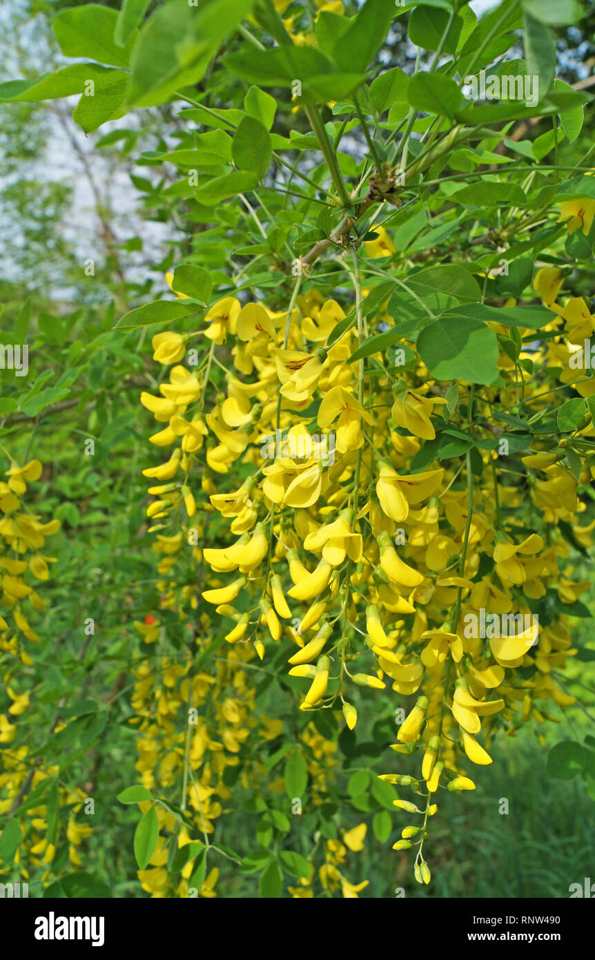 Il Glicine fiori con petali gialli su un ramo con foglie di colore verde  Foto stock - Alamy