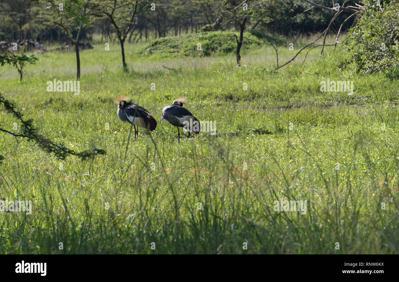 Una coppia di Grey Crowned gru (Balearica regulorum) nel lago Mburo National Park, Sud Uganda Foto Stock