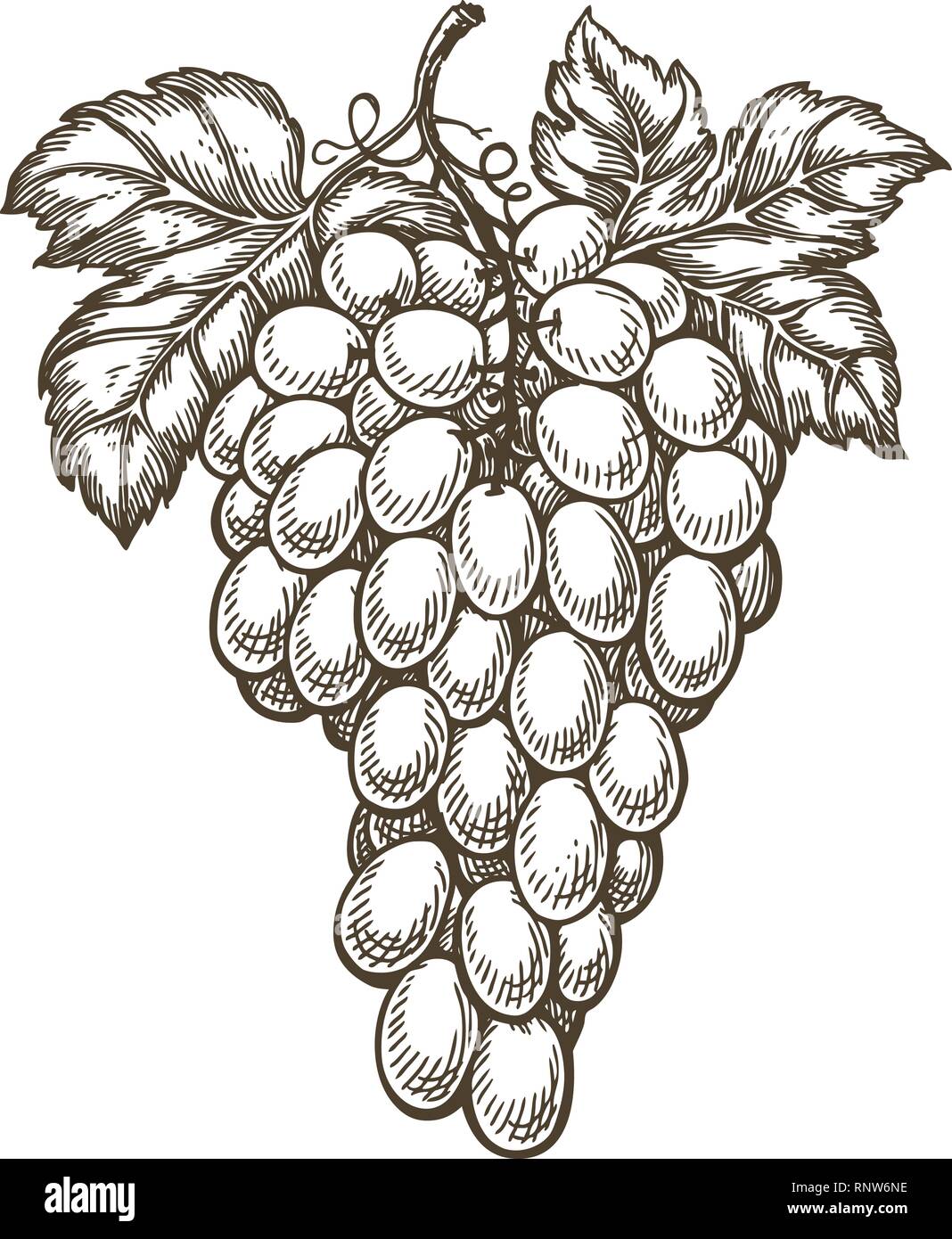 Disegnata a mano grappolo di uva. Frutta, vigneto, vino sketch. Vintage illustrazione vettoriale Illustrazione Vettoriale