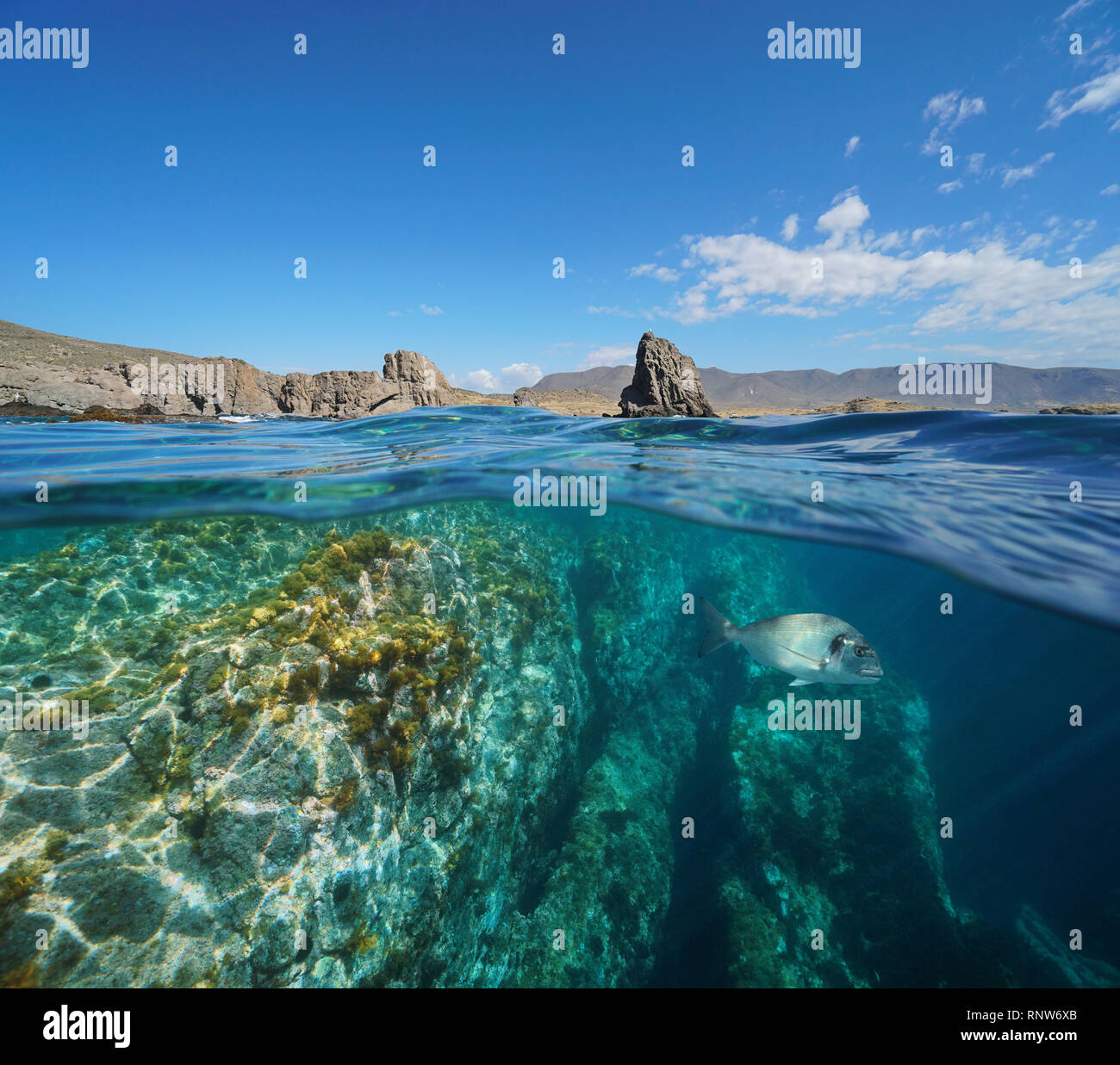 Costa rocciosa e Orate di mare Pesce in subacquea il Parco Naturale Cabo de Gata, Spagna, Mediterraneo Almeria, Andalusia, vista suddivisa Foto Stock