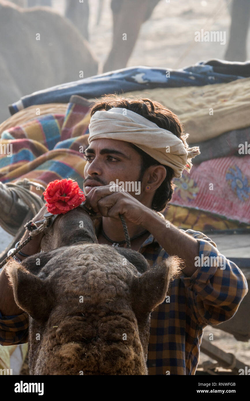 Camel herder tendente al suo cammello al festival di Pushkar nel Rajasthan, India Foto Stock