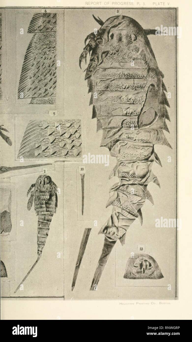 Ceratiocaridae dal Devoniano Superiore misure nella Contea di Warren Foto Stock