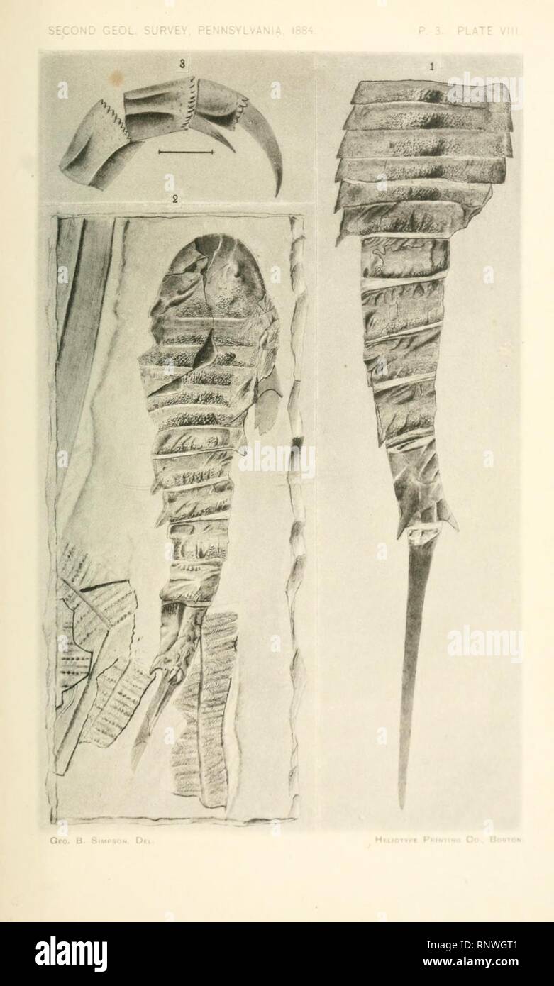 Ceratiocaridae dal Devoniano Superiore misure nella Contea di Warren Foto Stock