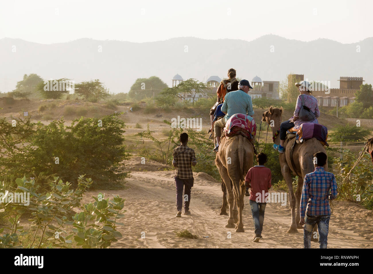 Trekking con il cammello in Pushkar, India Foto Stock