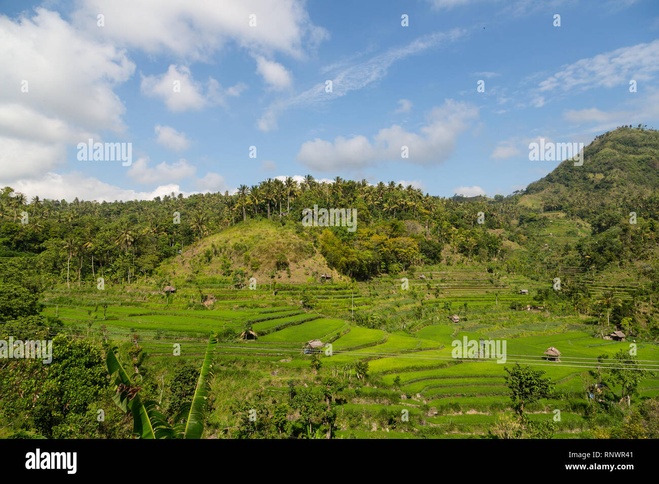 Una vista di un lato di una collina a Bali contemplati nelle risaie a terrazze. Foto Stock