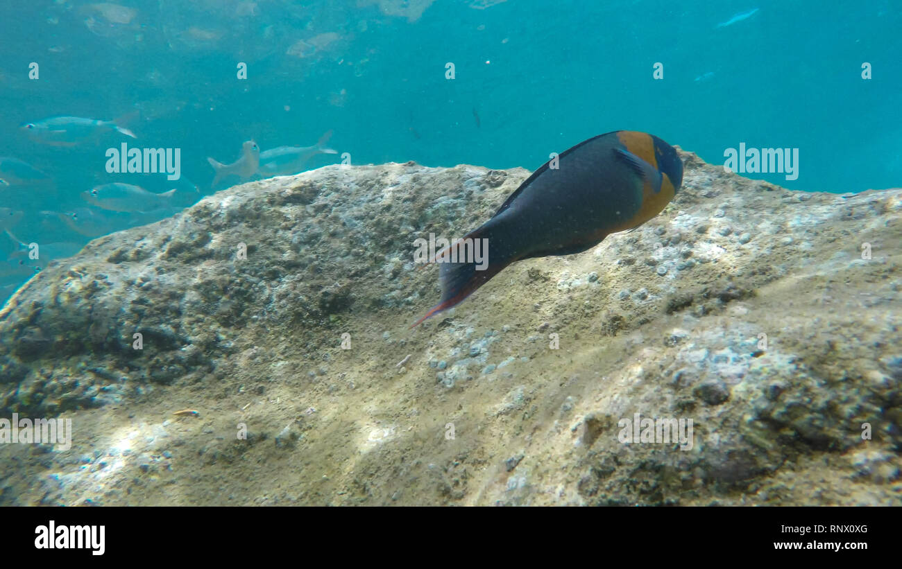 In prossimità di una sella wrasse e una scuola di pesce d'argento presso la Baia Honolua Foto Stock
