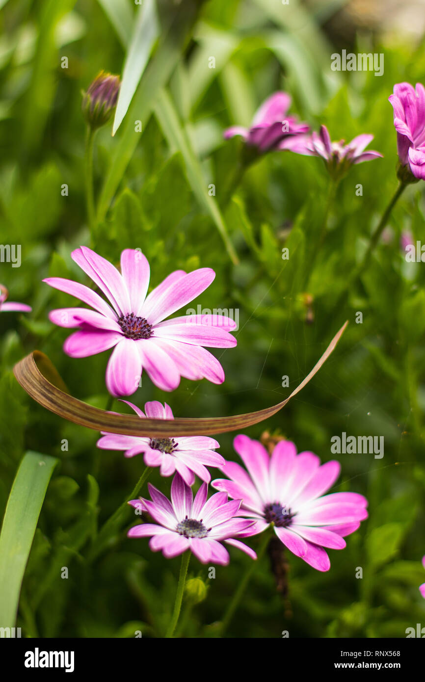 Fioritura viola e bianco margherite africane (Osteospermum) Foto Stock